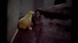 Bristol Zoo circa 1960 home movie footage (2)