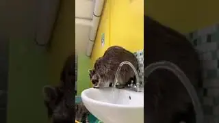Корона всех видать ЗАЦЕПИЛА#shorts