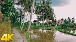 4K Walking on UBUD Kajeng Rice Field, market bali