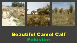 Beautiful Camel Calf/ Camel Baby/ Beautiful Nature