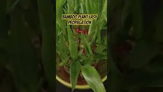 Lucky Bamboo Plant from Cutting ✂️🌿  #How to maintain a lucky bamboo 🎍🎍 plant