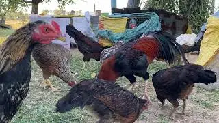 គ្រួសារមាន់ / អោយចំនីមាន់ 🐓🐓