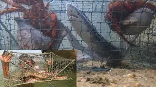 Underwater -Footage Of Fishing Trap with GoPro,