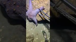 💵&ldquo;Catching Sea Life & Earning in Dollars 💵 | Real Ocean Business&rdquo; #subscribe #like #fishing #dollar