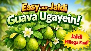 Sabse Easy Aur Jaldi Fruit Dene Wala Fal  Guava fruit Plant Care Easy Tips Jaldi Phal Kaise Paye 