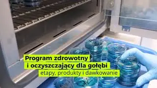 Program zdrowotny i oczyszczający dla gołębi