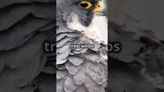&iquest;Cu&aacute;l es el animal m&aacute;s veloz del mundo?  #animals #educaci&oacute;n #top #velocity