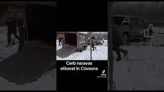 Cerb eliberat in Covasna. 🇷🇴 #fyp #shorts #youtubeshorts #romania #wildlife #nature #deer #covasna