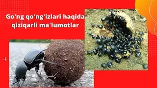 Gong qongizlari haqida qiziqarli ma'lumotlar