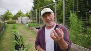 Tips On Growing Artichokes