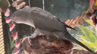 Grey Mutation Ringneck Baby 🩶 Female