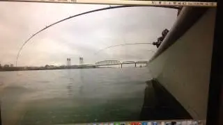 Salmon takedown on herring 1