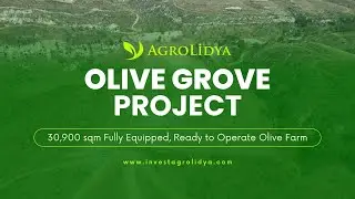 Olive Grove Project - 30,900 sqm Fully Equipped, Ready-to-Operate Olive Farm