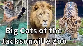 Big Cats of the Jacksonville Zoo