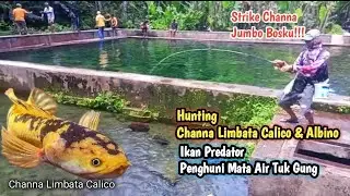 Rezeki Ikan Langka Mahal!! Mancing Ikan Channa Limbata Langka & Unik II Cari Yang Langka