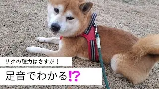 【柴犬リク君】人間の4倍⁉️をもってる！🐕 