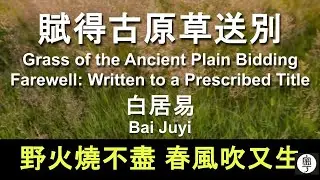 #白居易 賦得古原草送別 : 野火燒不盡，春風吹又生 #唐詩 律詩 #粵語 逐句解釋 幫助記憶 Bai Juyi Translated
