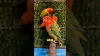 Only quality 🔥 #birds #ytshorts #lovebirds