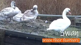 swan family groom feathers on a rainy day | swans close up | 4 min relax with nature | BibBobBib