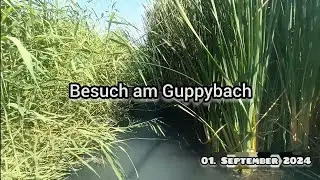 Besuch am Guppybach (01. September 2024)