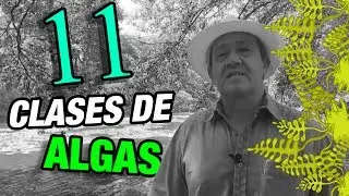 Cuántas clases de Algas existen?