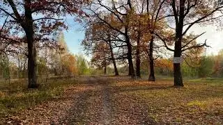 Фото отчёт- Осенний лес. Городецкого района. 09.10.2022 Съёмка от Дежурного.