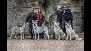 Wolfie Models at Honiahaka, Northern Inuits, wolfalike dogs & American wolfdogs in photos.