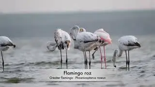 Flamingo roz - Greater flamingo - Phoenicopterus roseus