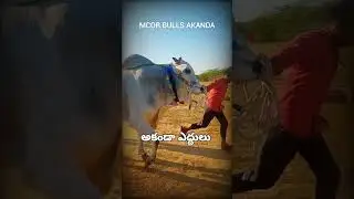 AKANDA BULLS MCOR KADAPA