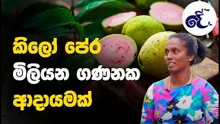 කිලෝ පේර මිලියන ගණනක ආදායමක් || The Beautiful Village || Sinhala ||  #Dejayatv