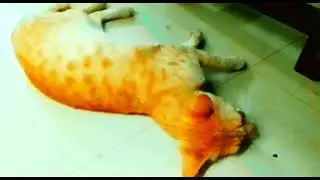 Rosy's play time #cat #catfunny