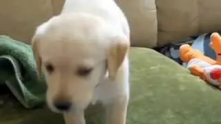 howling & crying cute Golden Retriever Puppy
