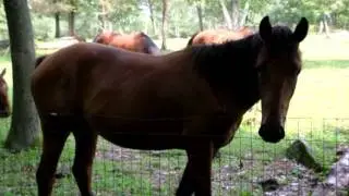 Sharon Mountain Horses