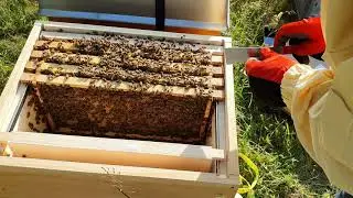 Erste und ganz vorsichtige &Ouml;ffnung meines ersten Bienenvolkes Ableger - Imker | Bienen