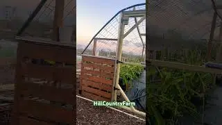 Garden preparation for the cold weather ahead. #gardening #greenhouse #palletprojects #garden