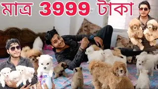 মাত্র 3999 টাকা কুকুর ছানা!home breed puppy sell lowest price! Dog market in Kolkata ! German spitz