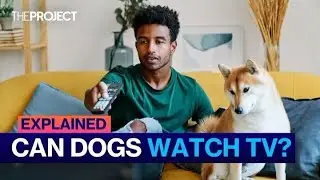 EXPLAINED: Can Dogs Actually Watch TV?