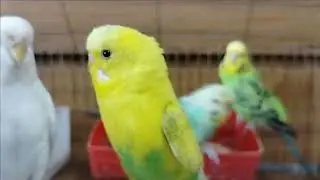 Bird's Life 48