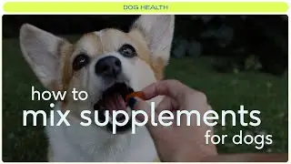 Should you mix supplements for dogs?