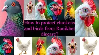 How To Protect Chickens And Birds From Ranikhet Disease 🦠 🐓.|| @pakshiyonkisewainformationvlogs