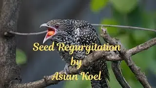 Asian Koel ǀ Regurgitation of Seed ǀ Bird Behaviour #birdwatching #birdbehavior  #birdphotography