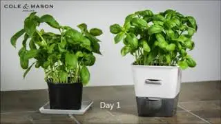 Cole & Mason Burwell Single Potted Herb Keeper: How To Use