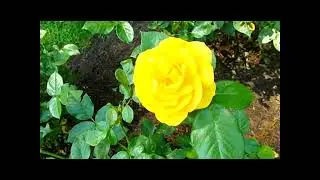 Mohegan Park Memorial Rose Garden June 18 2024
