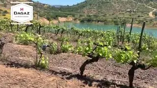 Vi&ntilde;edos Vi&ntilde;a Dagaz
