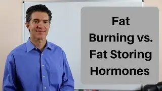 Fat Burning vs Fat Storing Hormones