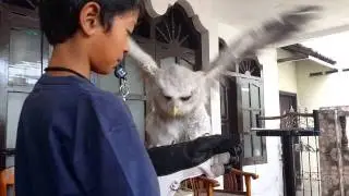 Webey.... Skill of Bubo Sumatranus Brancher