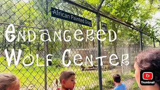 Endangered Wolf Center (EWC) & Lone Elk Park tour