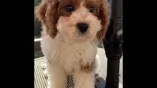 Wrangler the Cavapoo is available for adoption!