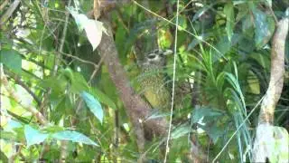 Spotted Catbird calling