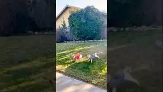 TAG, YOU'RE IT! #chase #dog #pug